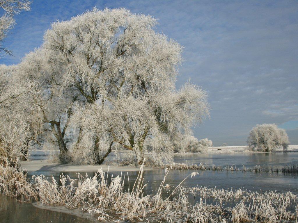 The river, from the edge of the floods. Jan 2013